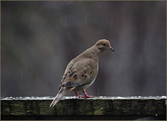 Mourning dove in the morning rain on New Year's Day