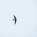 Alpine swift