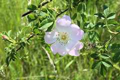 Hundsrose im Sonnenlicht