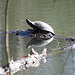 Turtle warming in the sunshine