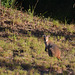 104/365 2025 Wallaby