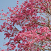 Deciduous tree and pink flowers.
