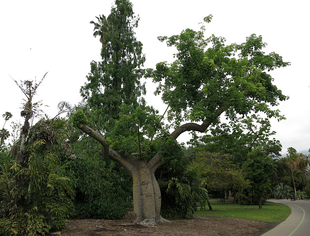 L.A. County Arboretum (1028)