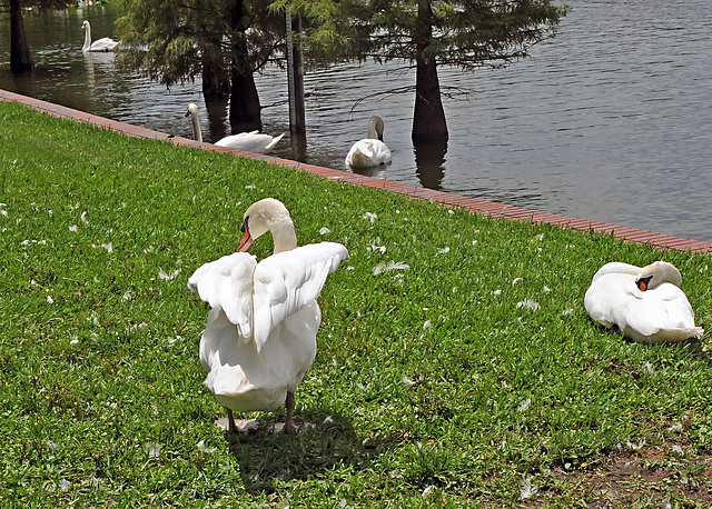 Swans