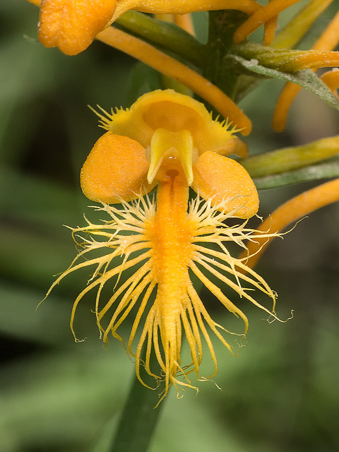 Platanthera ciliaris (Yellow Fringed orchid)