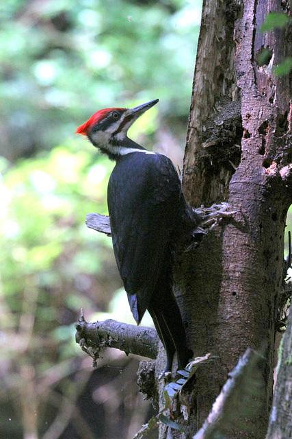 Pileated Woodpecker