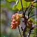 159/366: Budding Oregon-grape Cluster (+1 more in notes)