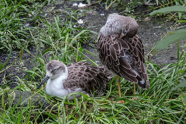 20160812 2183VRAw [D~ST] Rotschenkel (Tringa totanus), Zoo Rheine