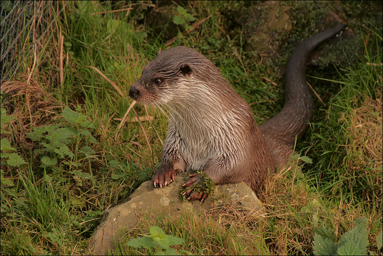 Visotter