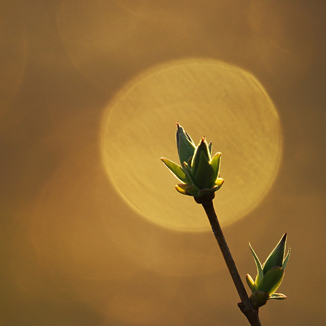 Flieder-Bokeh