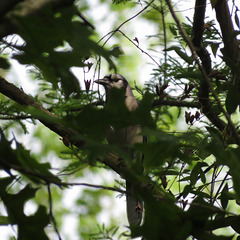 Blue jay hiding in the top of a tree