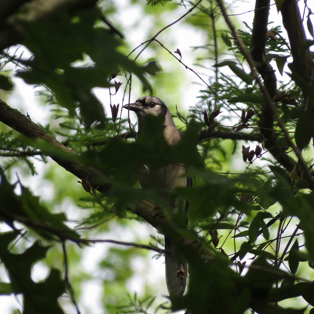 Blue jay hiding in the top of a tree