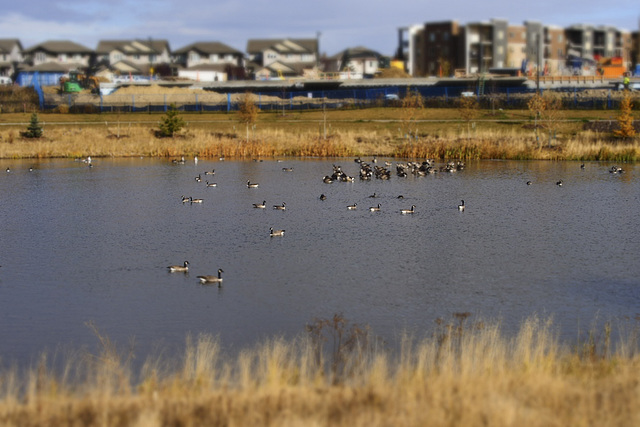 Geese Town Diorama