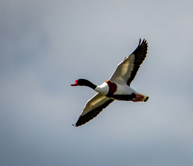 Shelduck in flight2