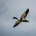Shelduck in flight2
