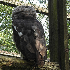 20190911 6294CPw [D~OH] Blaßuhu (Bubo lacteus), Timmendorfer Strand