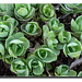 L' Orpin ( Sedum Spectabile ) ...