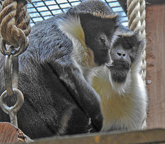 20210729 2144CPw [D~OS] Dianameerkatze, Zoo Osnabrück