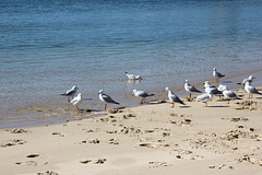 SHC28 gulls and footprints