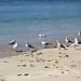 SHC28 gulls and footprints