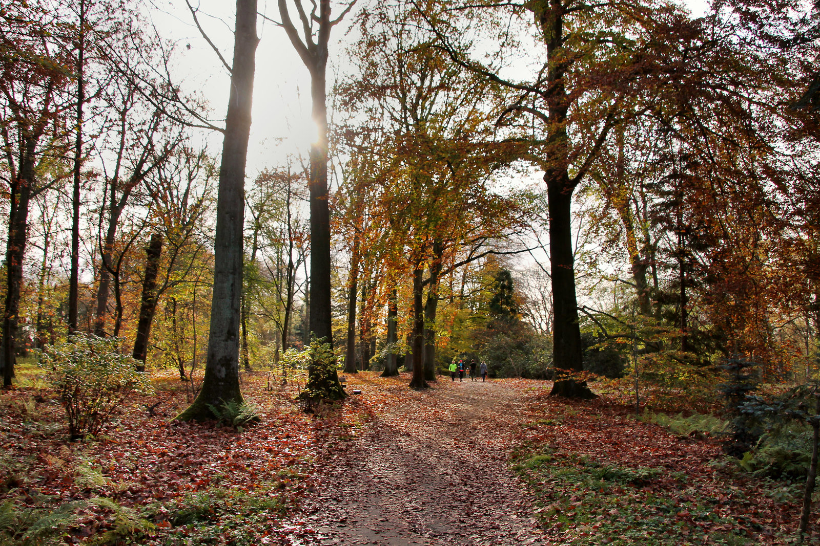 Herbstlicher Rombergpark (Dortmund-Brünninghausen) / 8.11.2020