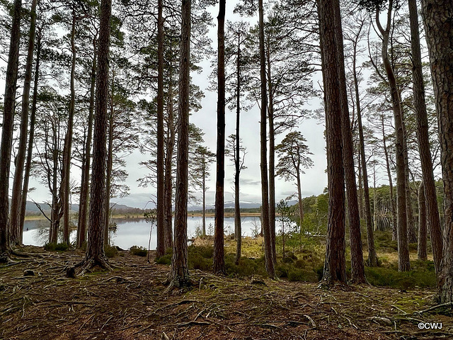 On a six mile walk round Lochs Mallachie and Garten