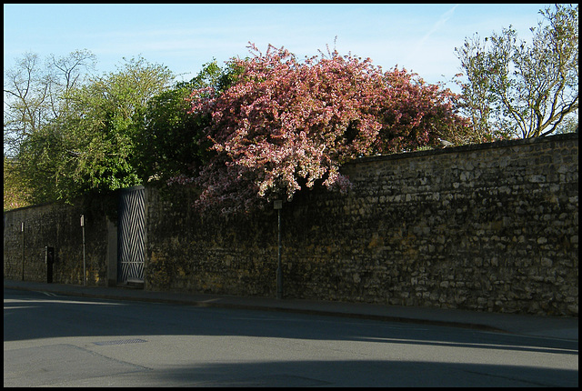 trees against the infirmary wall