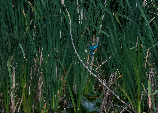 Kingfisher diving