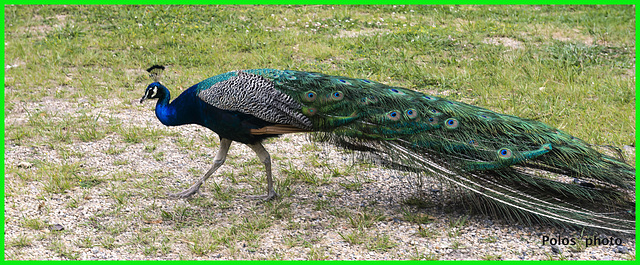 Pavo real común macho