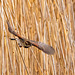 Reed bunting