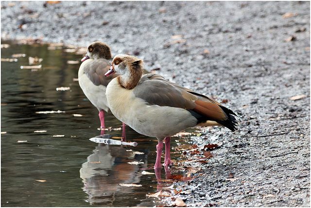 EF7A3276-CR2 DxO DeepPRIME Egyptian Geese