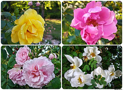 Lassay84CollageRoses
