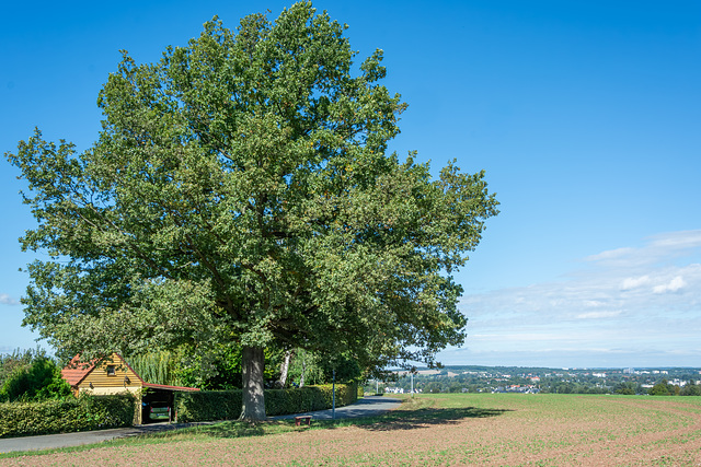 261-365, Luthereiche in Chemnitz