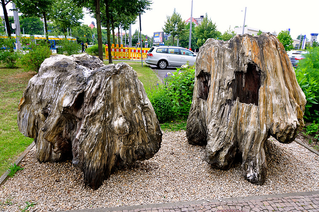 Leipzig 2015 – Petriﬁed tree stumps