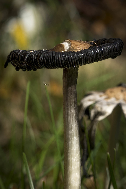 Ink Cap