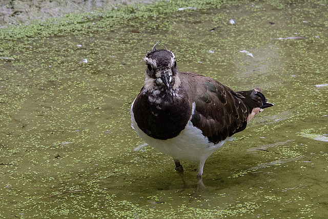 20160812 2184VRAw [D~ST] Kiebitz (Vanellus vanellus), Zoo Rheine