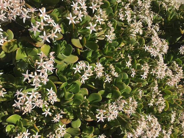 Flowering Jade