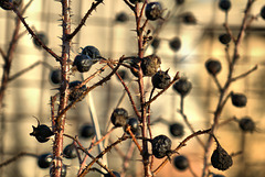 Wintered Berries
