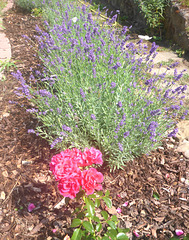 Lavendel - Rosen - Schmetterlinge - lavendo - rozoj - papilioj