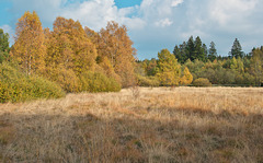 Herbst im Schwarzen Moor