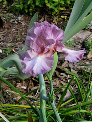 Iris flower - "Beverly Sills" cv.