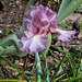 Iris flower - "Beverly Sills" cv.