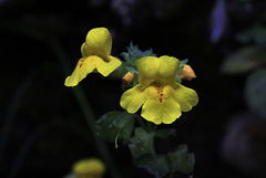 Seep-spring Monkeyflower