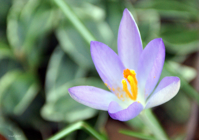 crocus