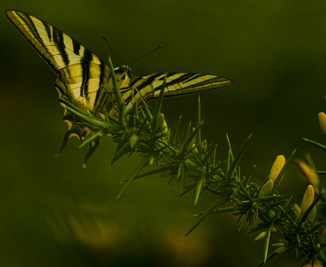 Papilio glaucos