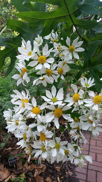 Tree daisies