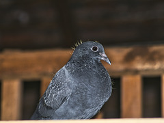 Eine der beiden Tauben auf dem Schrank (2 PiP)