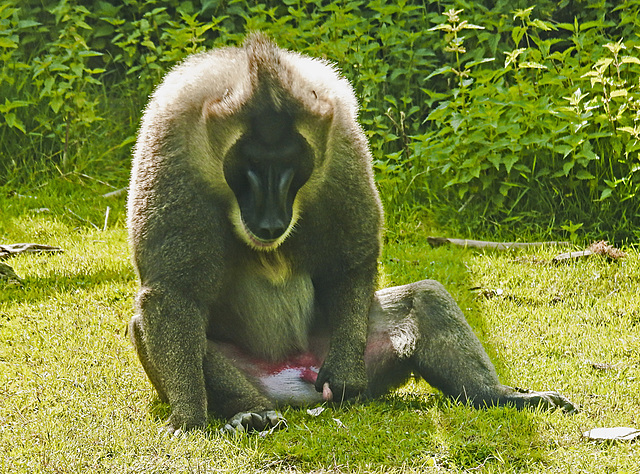 20210729 2146CPw [D~OS] Drill (Mandrillus leucophaeus), Zoo Osnabrück