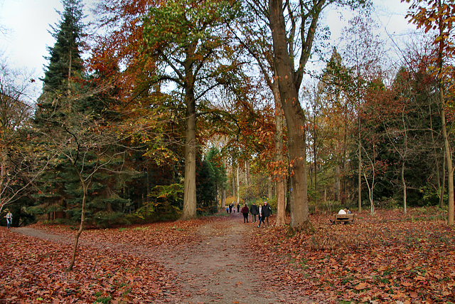 Rombergpark, Dortmund-Brünninghausen / 8.11.2020