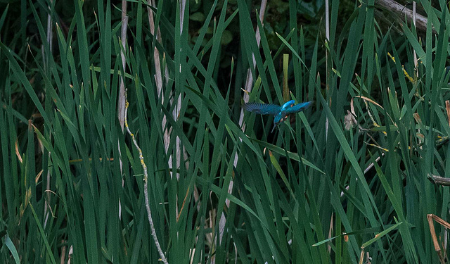 Kingfisher diving